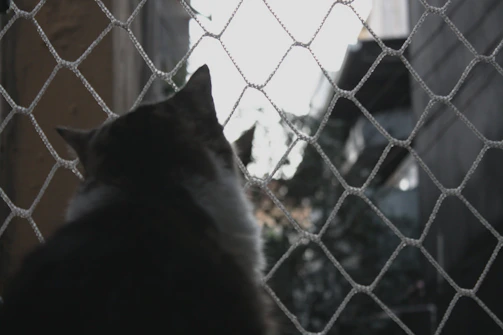 Safe and specially designed netting to protect cats indoors, blending seamlessly with the home.