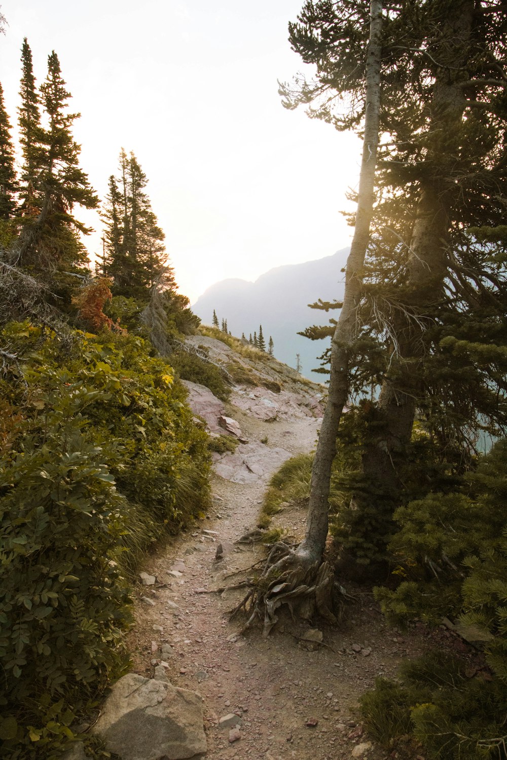 green pine trees on mountain during daytime