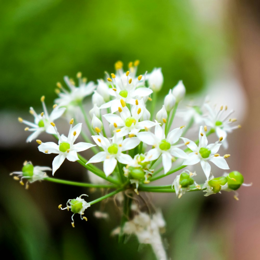 white flowers in tilt shift lens