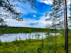 green trees beside lake under blue sky during daytime