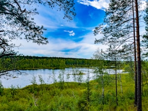 green trees beside lake under blue sky during daytime