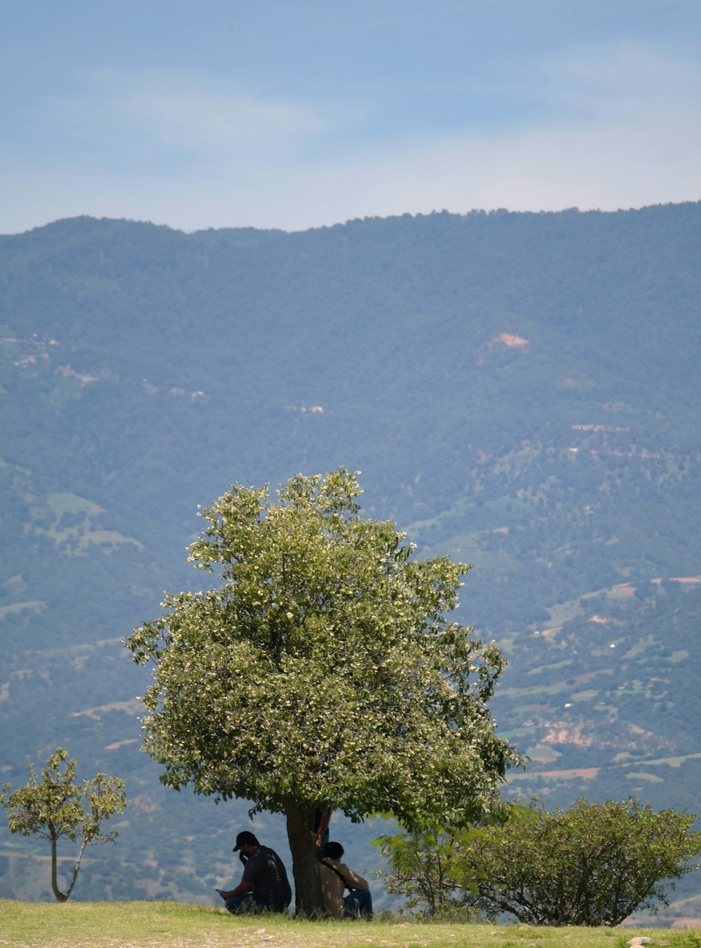 green trees on mountain during daytime