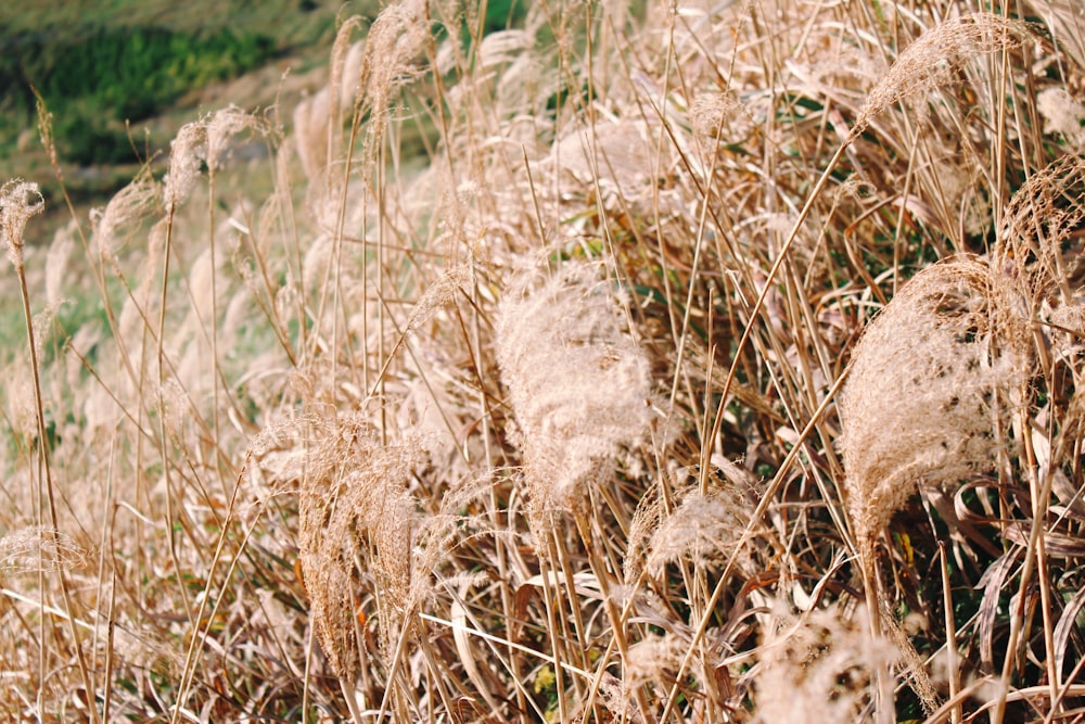 brown grass field during daytime