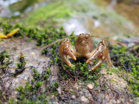 A small brown crayfish is positioned on a moss-covered rock, with its claws raised and antennae extended. The background features more green moss and a slightly blurred natural setting, likely a stream or wetland area.