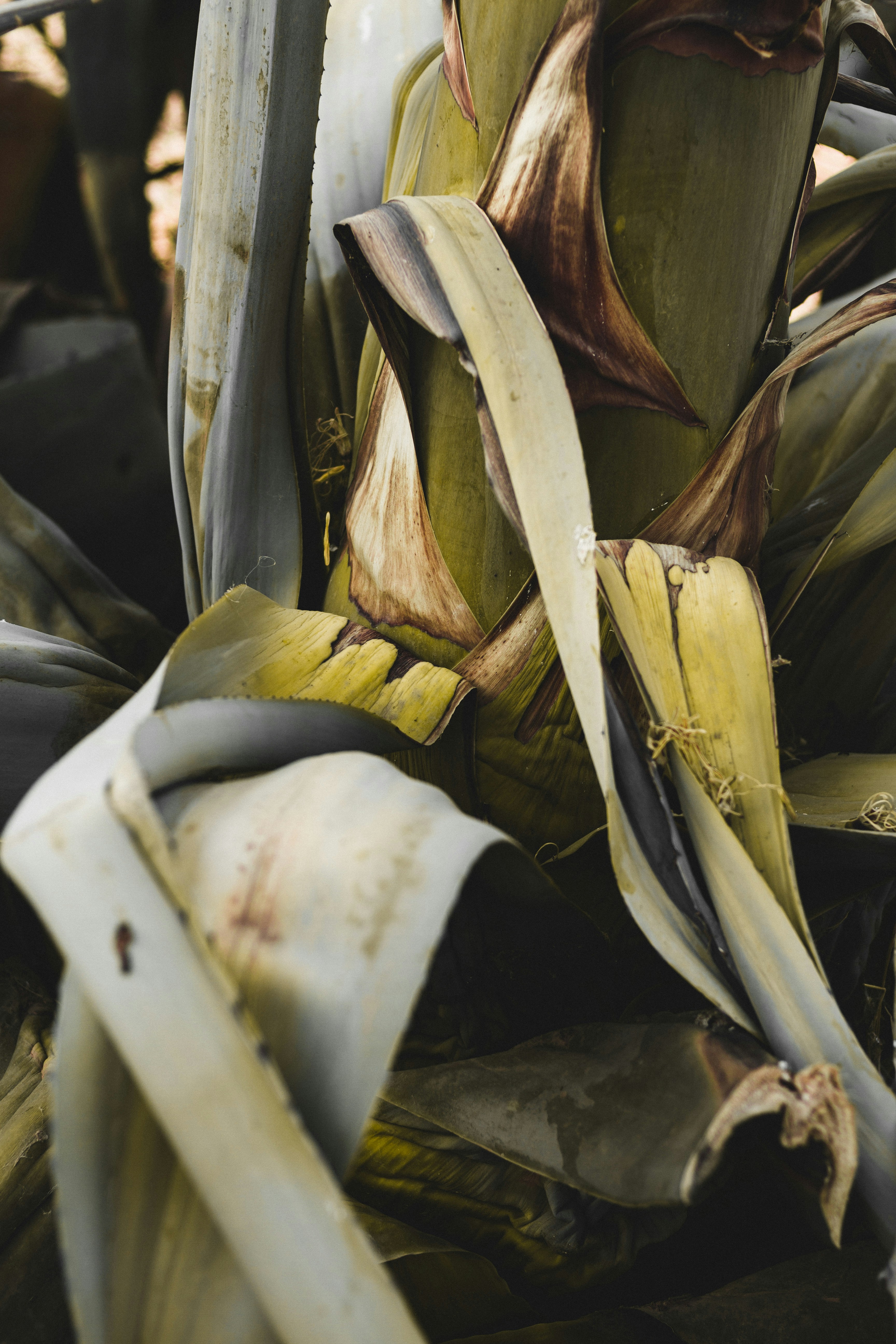 Photo by dhayaeddinebentaleb