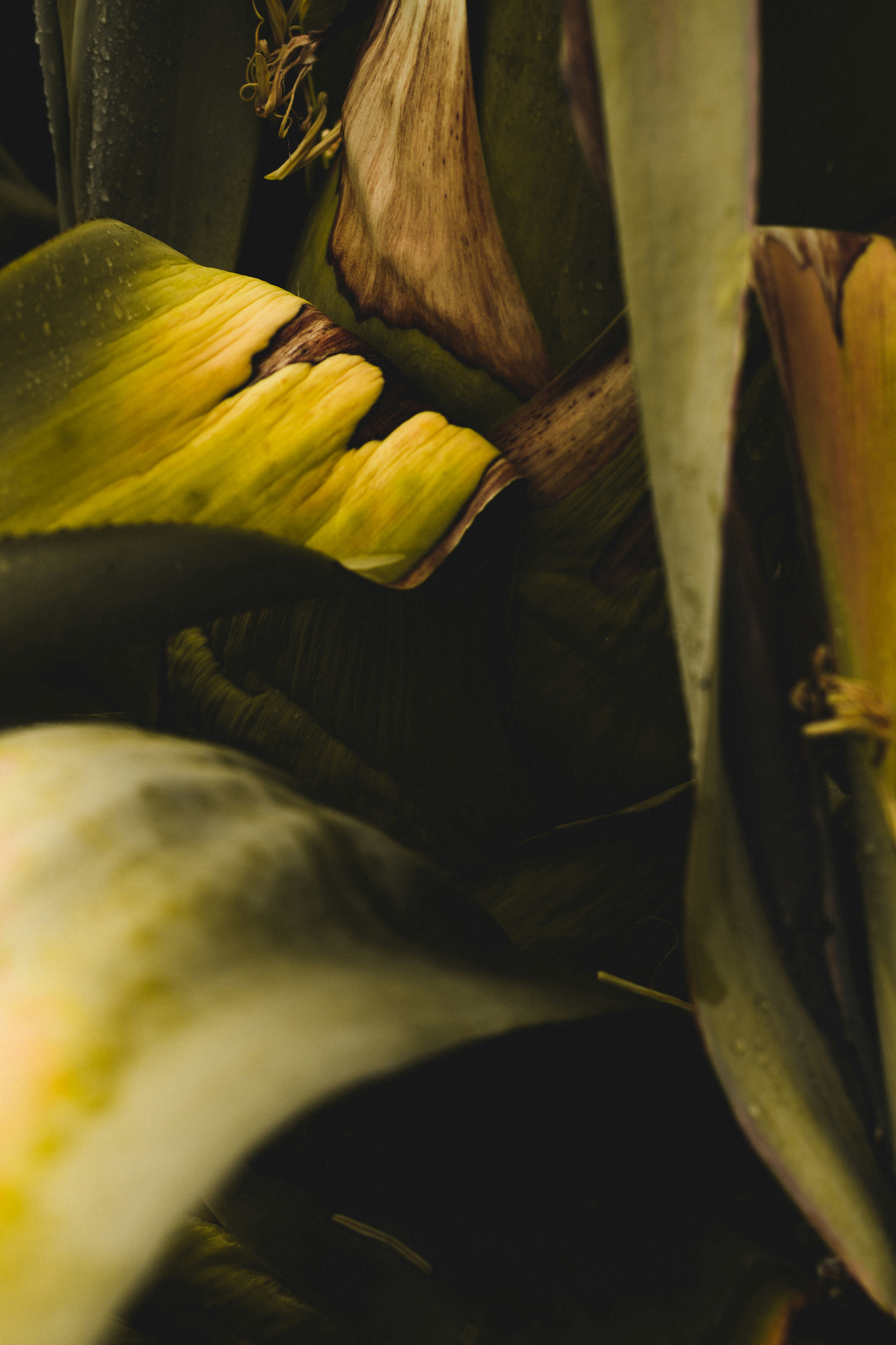 Photo by dhayaeddinebentaleb