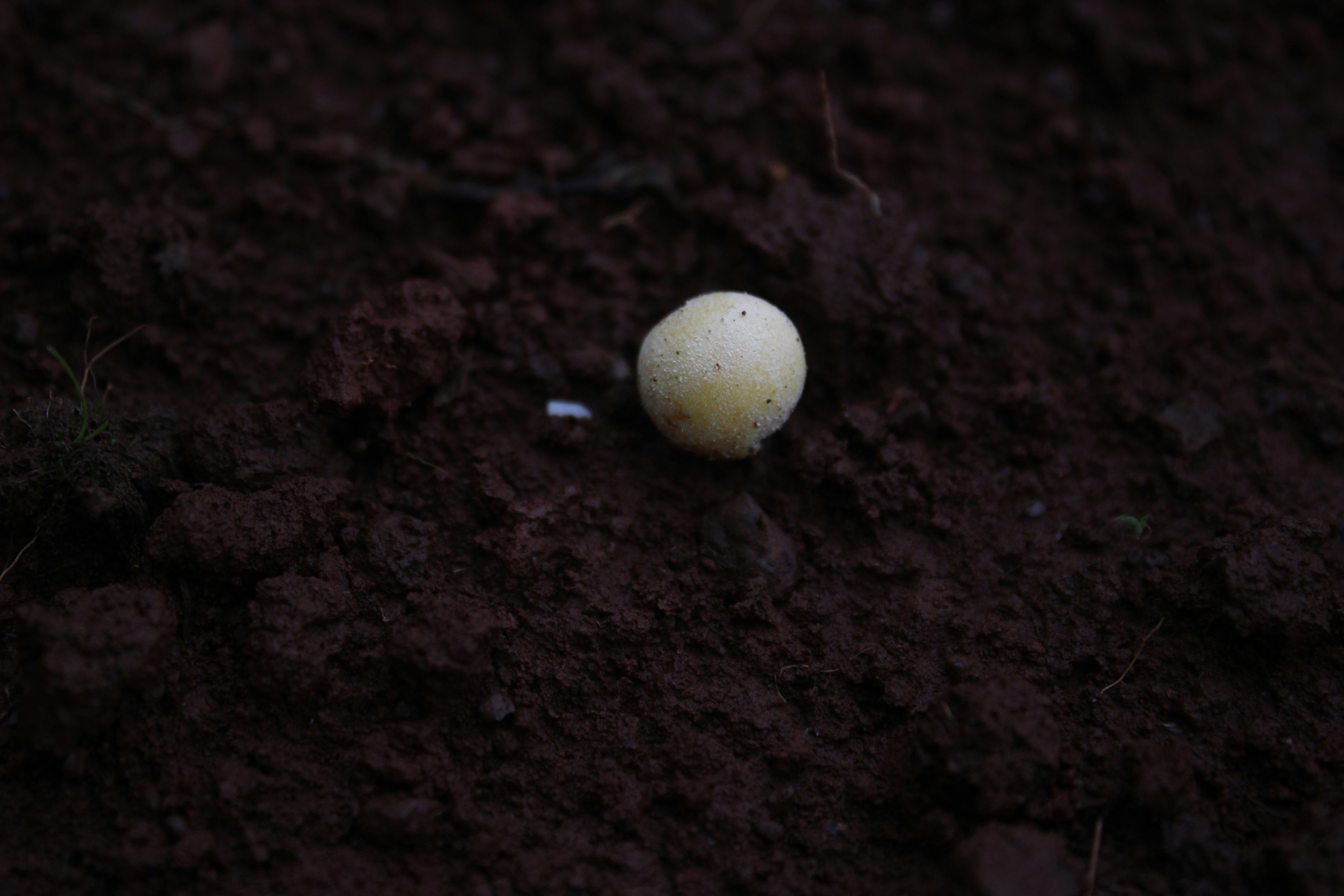 white round ornament on brown soil