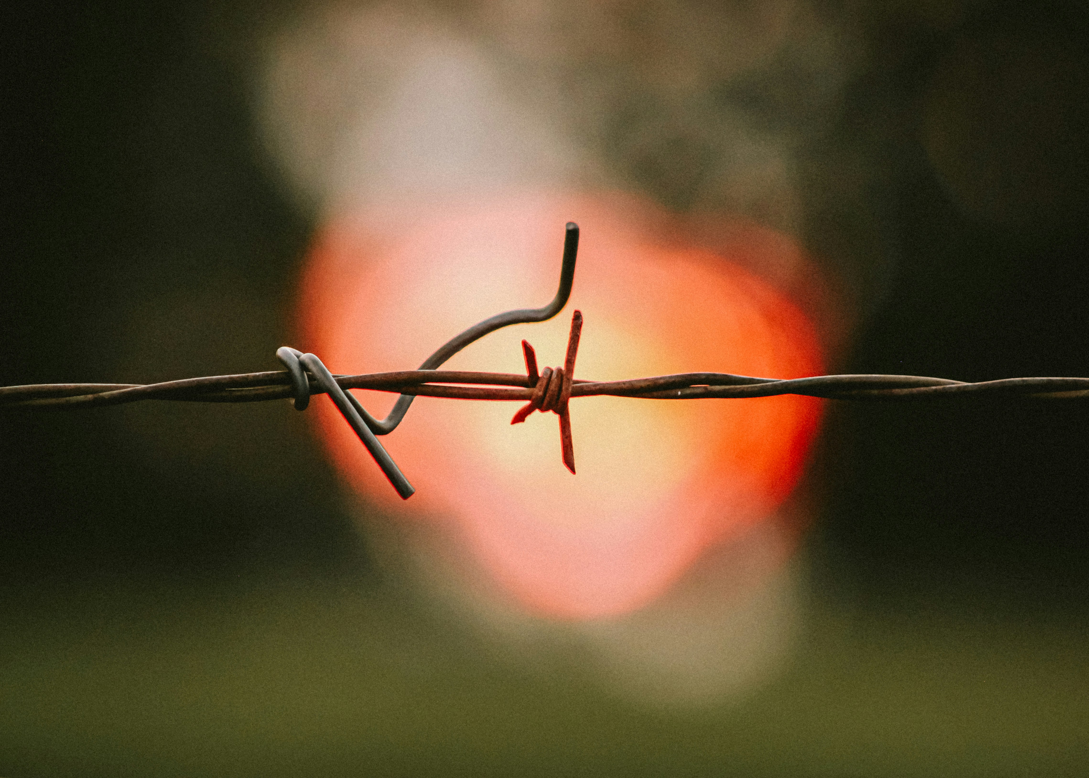 A close up of a barbed wire with the sun in the background photo – Free ...