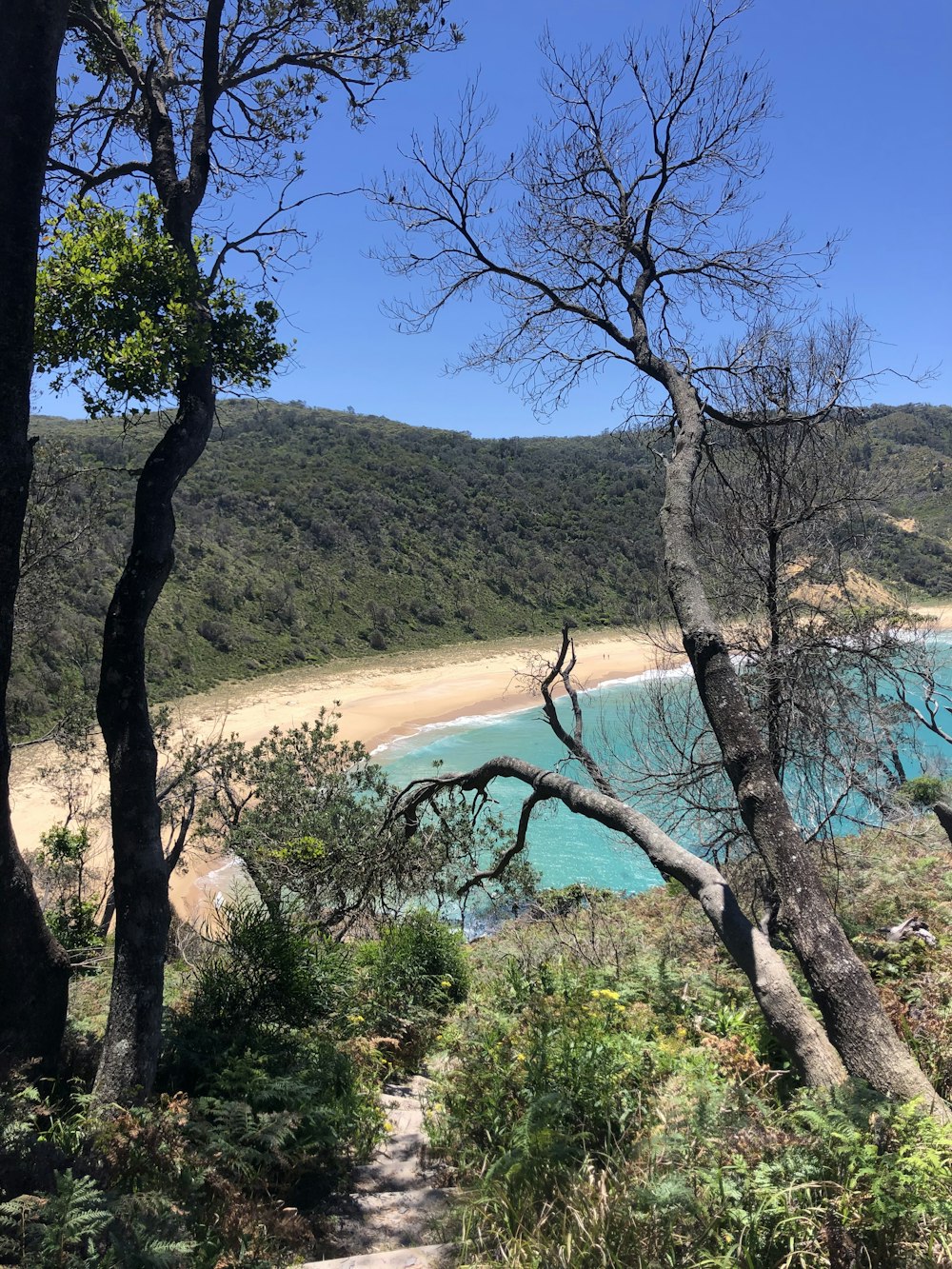 green trees on brown sand beach during daytime