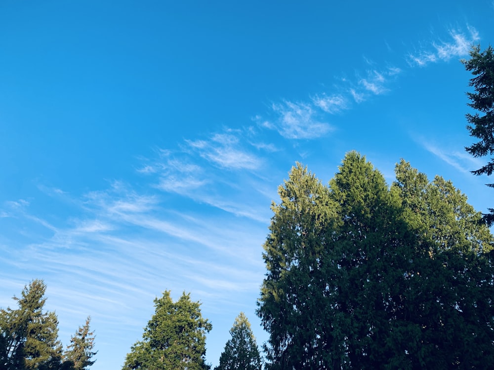 green trees under blue sky during daytime