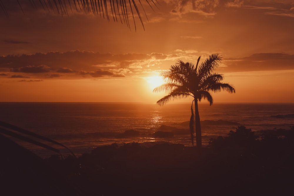 Palmera cerca del cuerpo de agua durante la puesta del sol