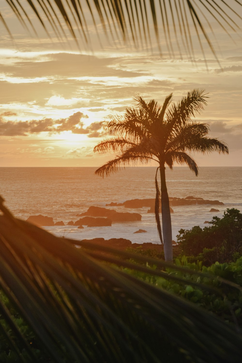 palm tree near body of water during sunset