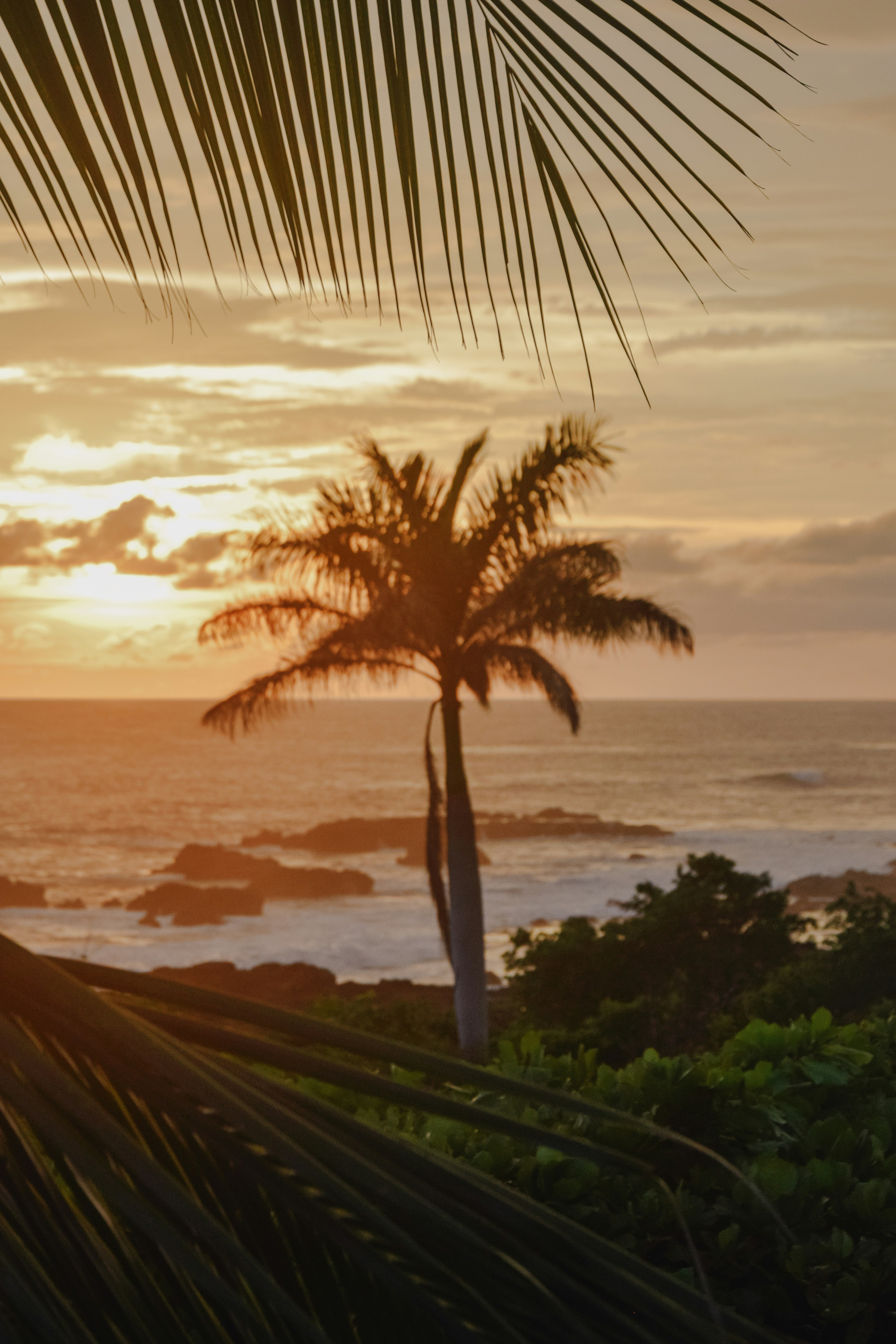 palm tree near body of water during sunset