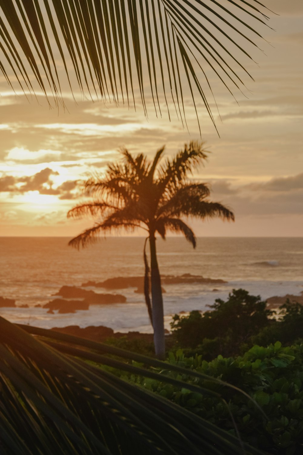 palm tree near body of water during sunset