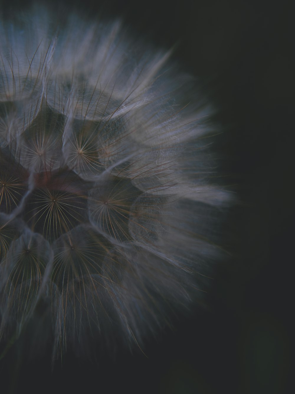 white dandelion flower in close up photography