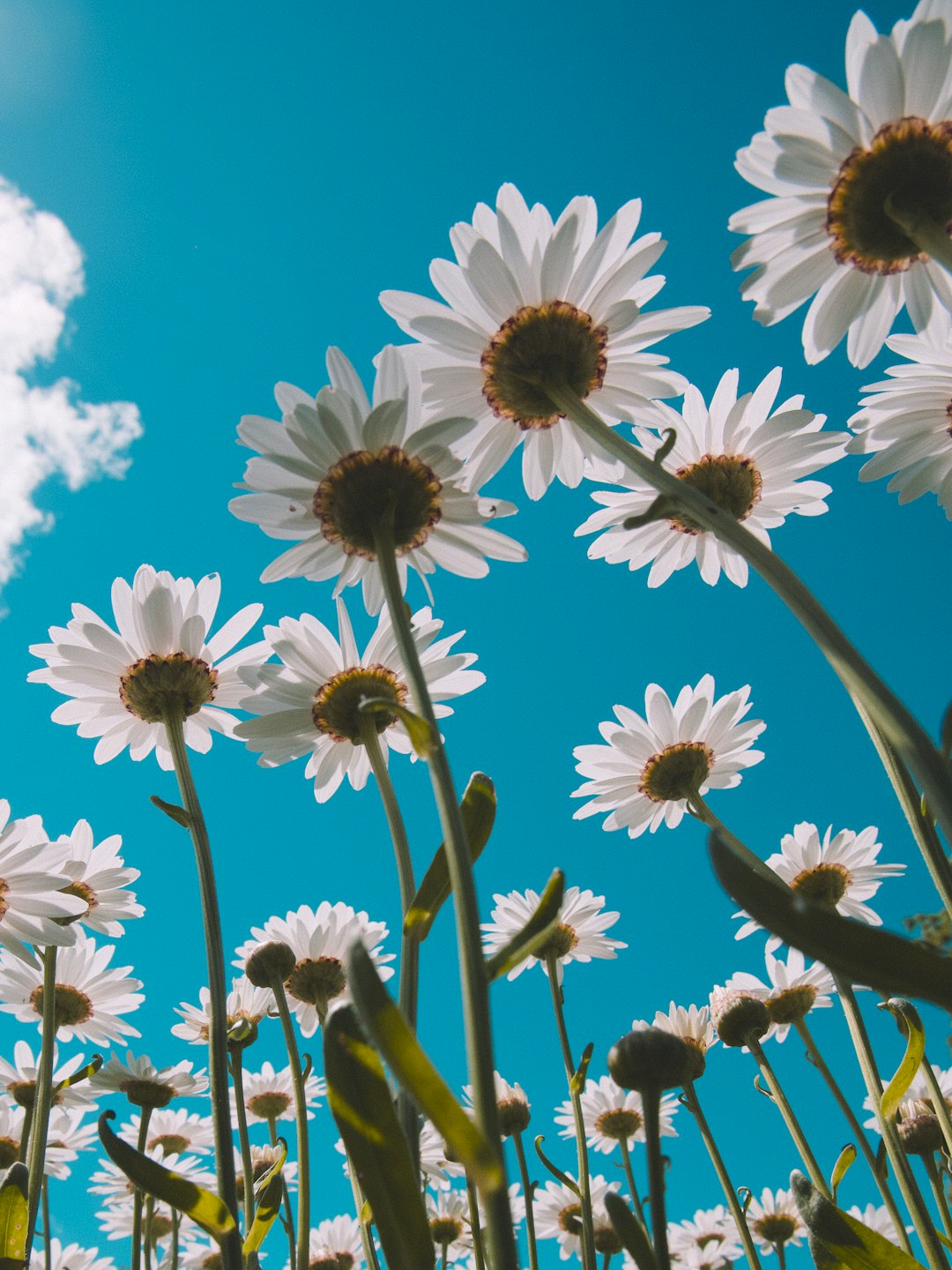 white and purple flowers under blue sky during daytime