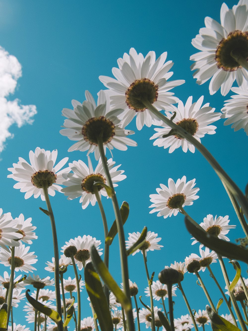 white and purple flowers under blue sky during daytime