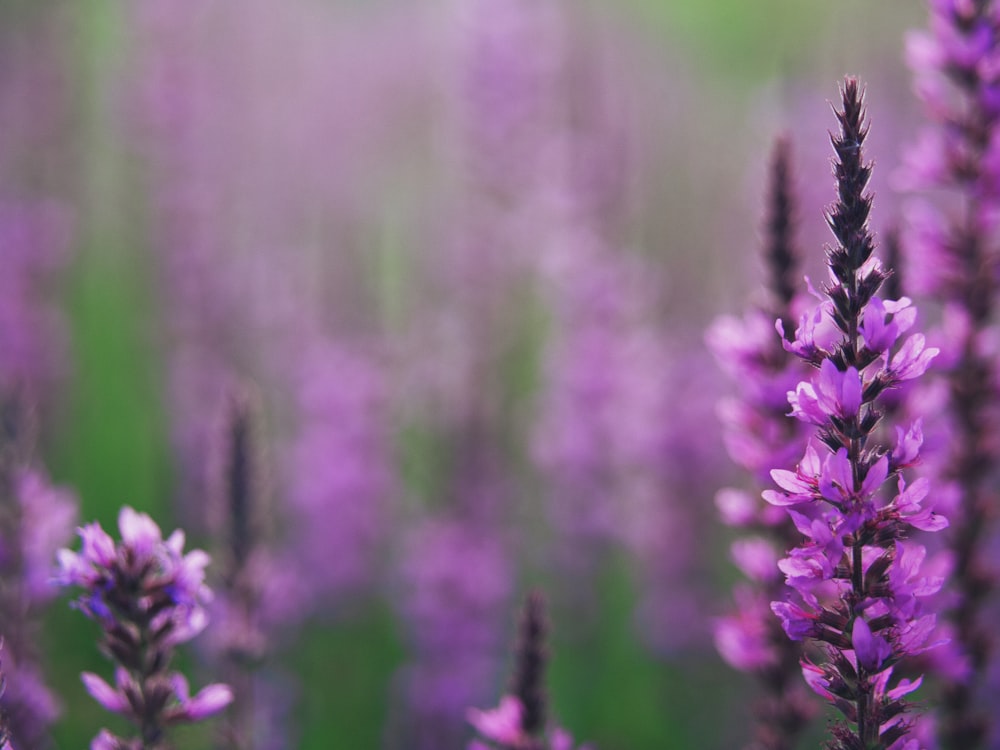 purple flower in tilt shift lens