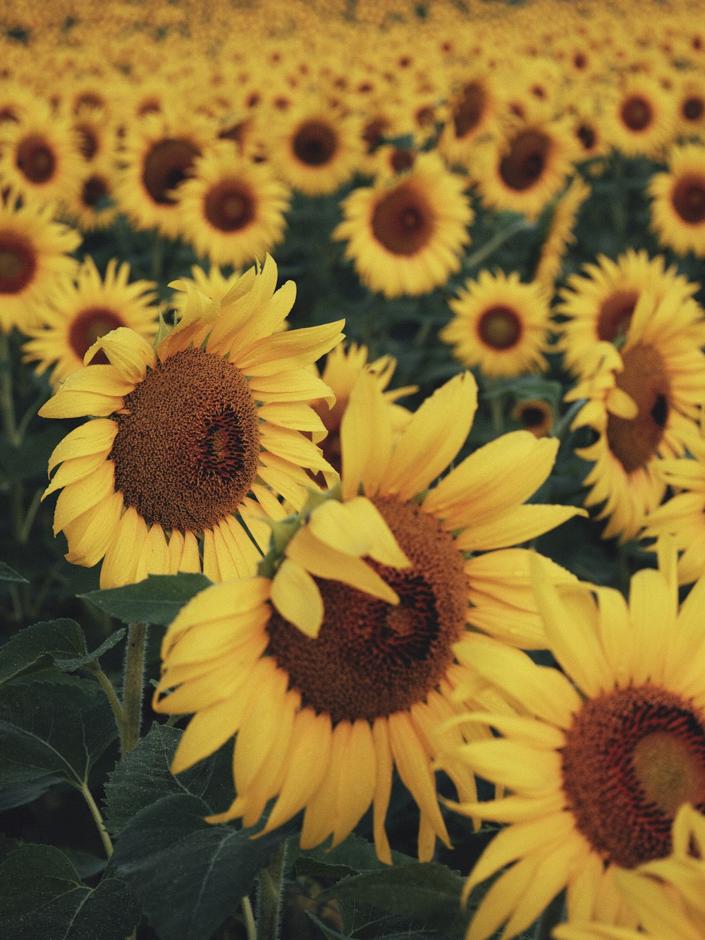 yellow sunflower in close up photography