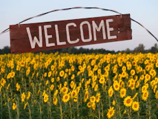 yellow flower field with no people sign