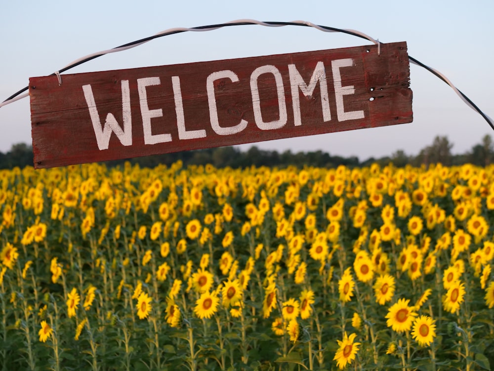 yellow flower field with no people sign