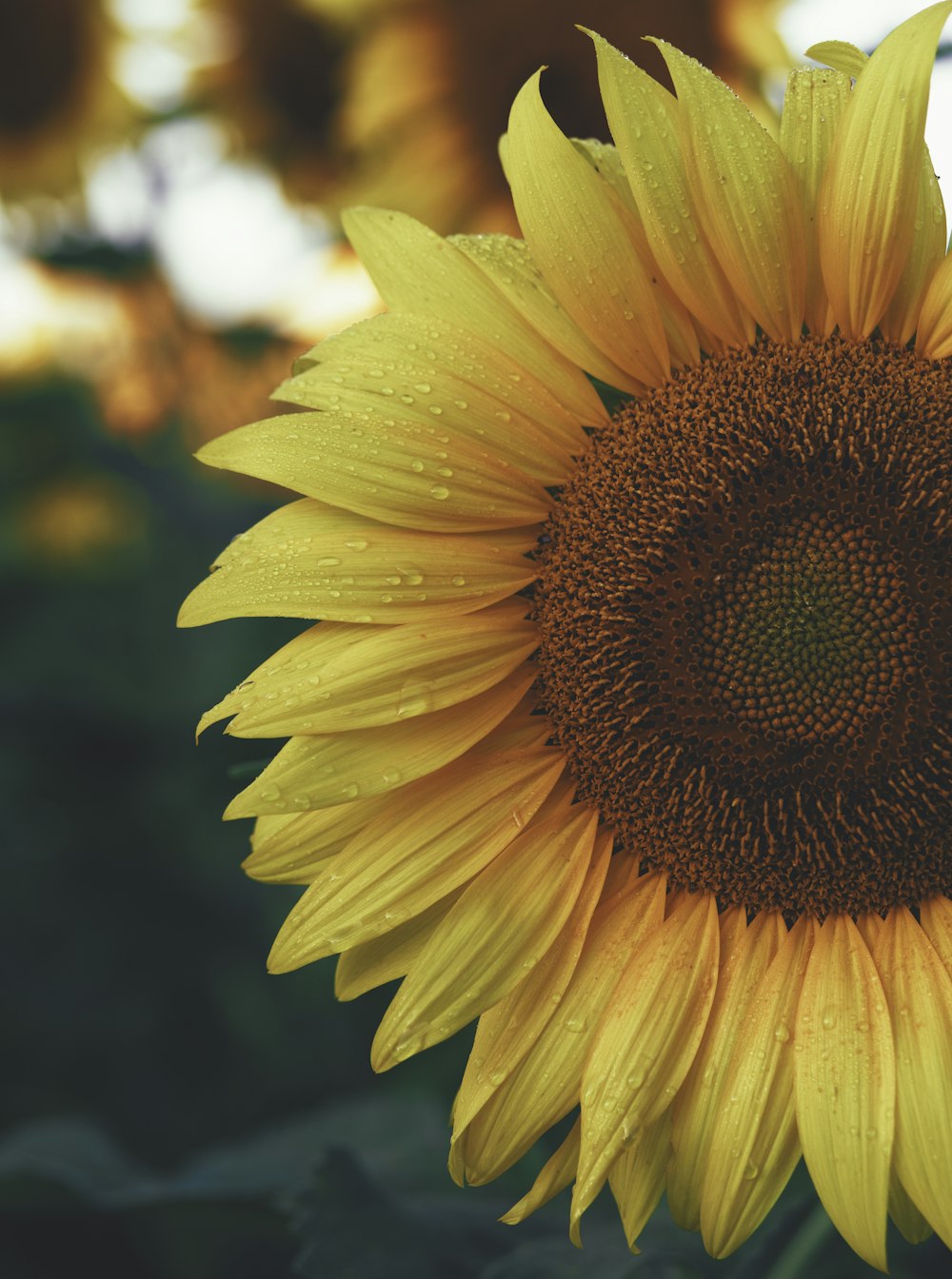 yellow sunflower in close up photography