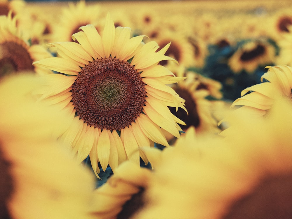 yellow sunflower in close up photography