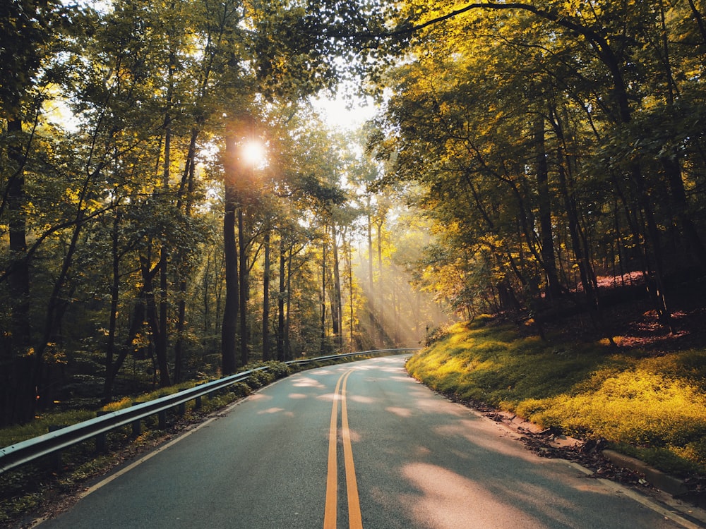 gray concrete road between trees during daytime