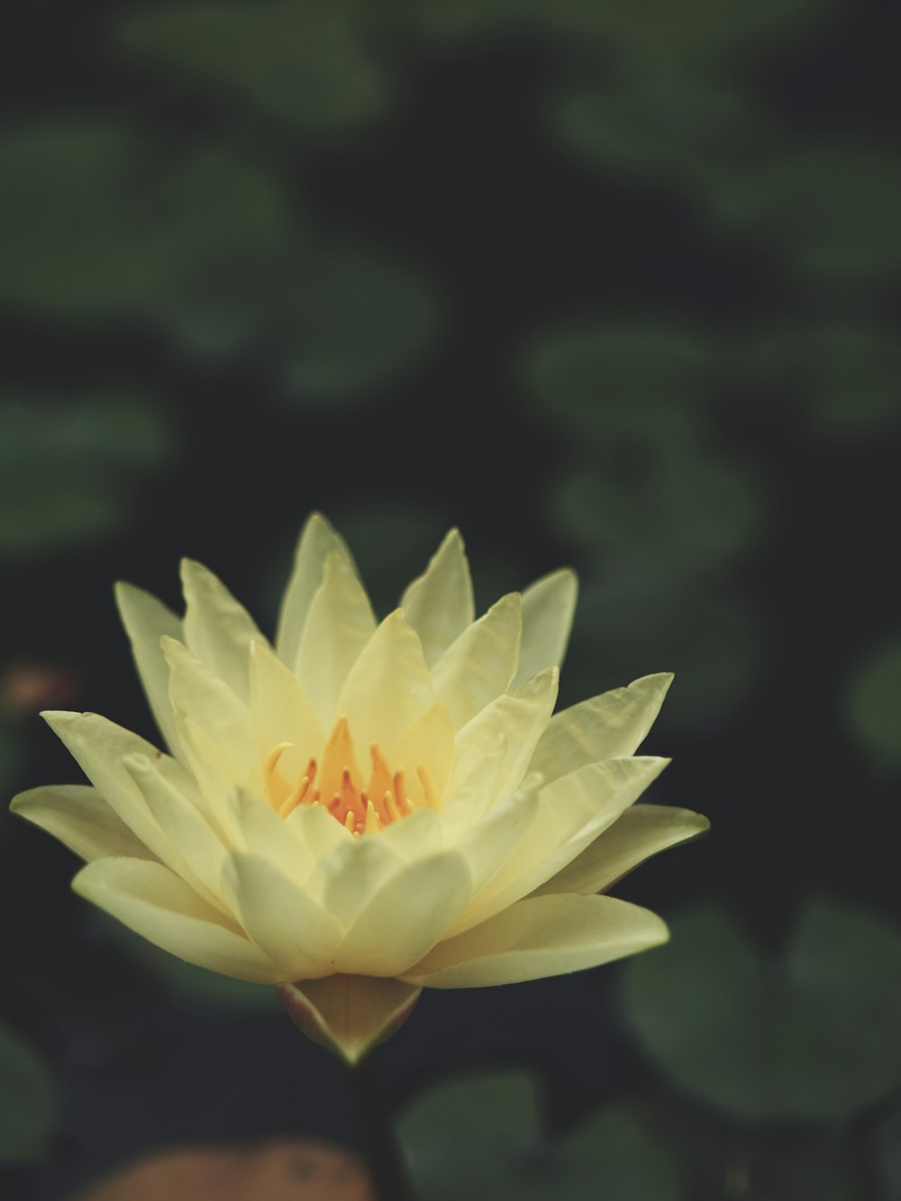 white flower in tilt shift lens