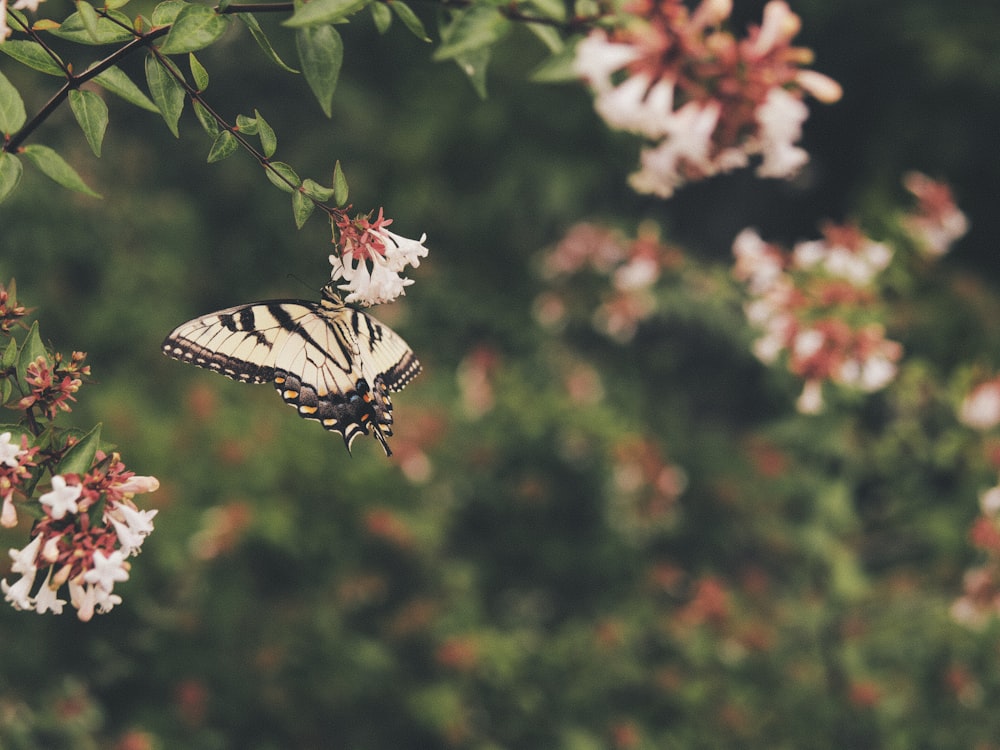 tiger swallowtail butterfly perched on red and white flower in close up photography during daytime