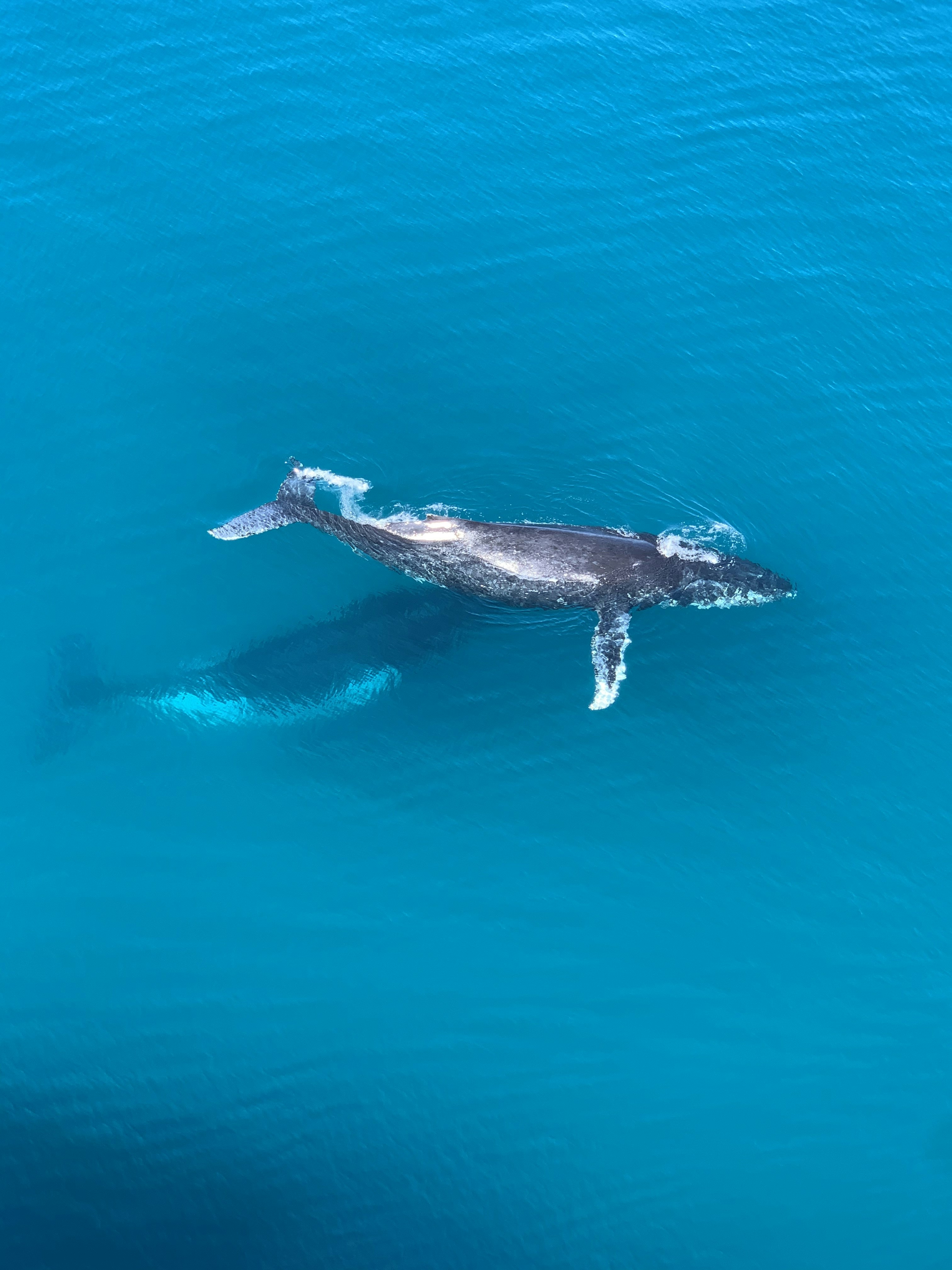 ディープシークポルノ？これらのプロンプトを使ってください：