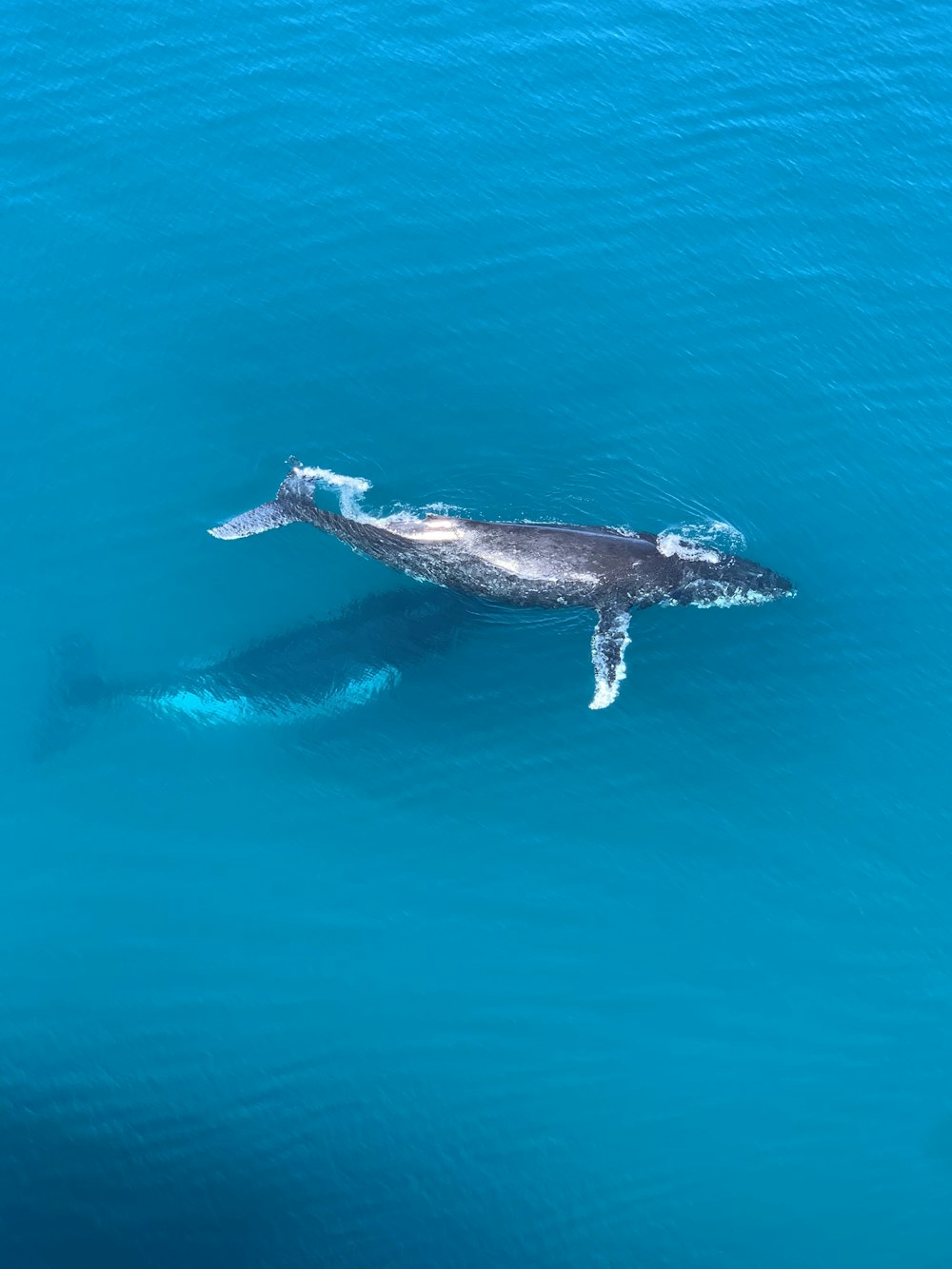 black and white dolphin in the water