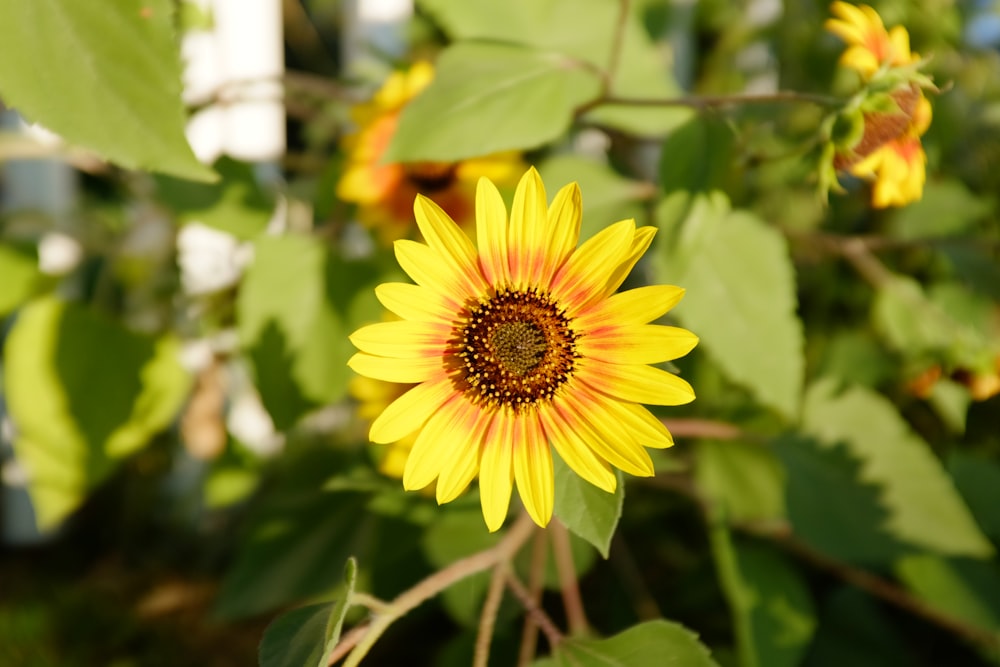 yellow sunflower in tilt shift lens