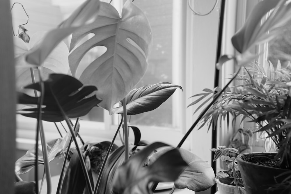 grayscale photo of plant near window