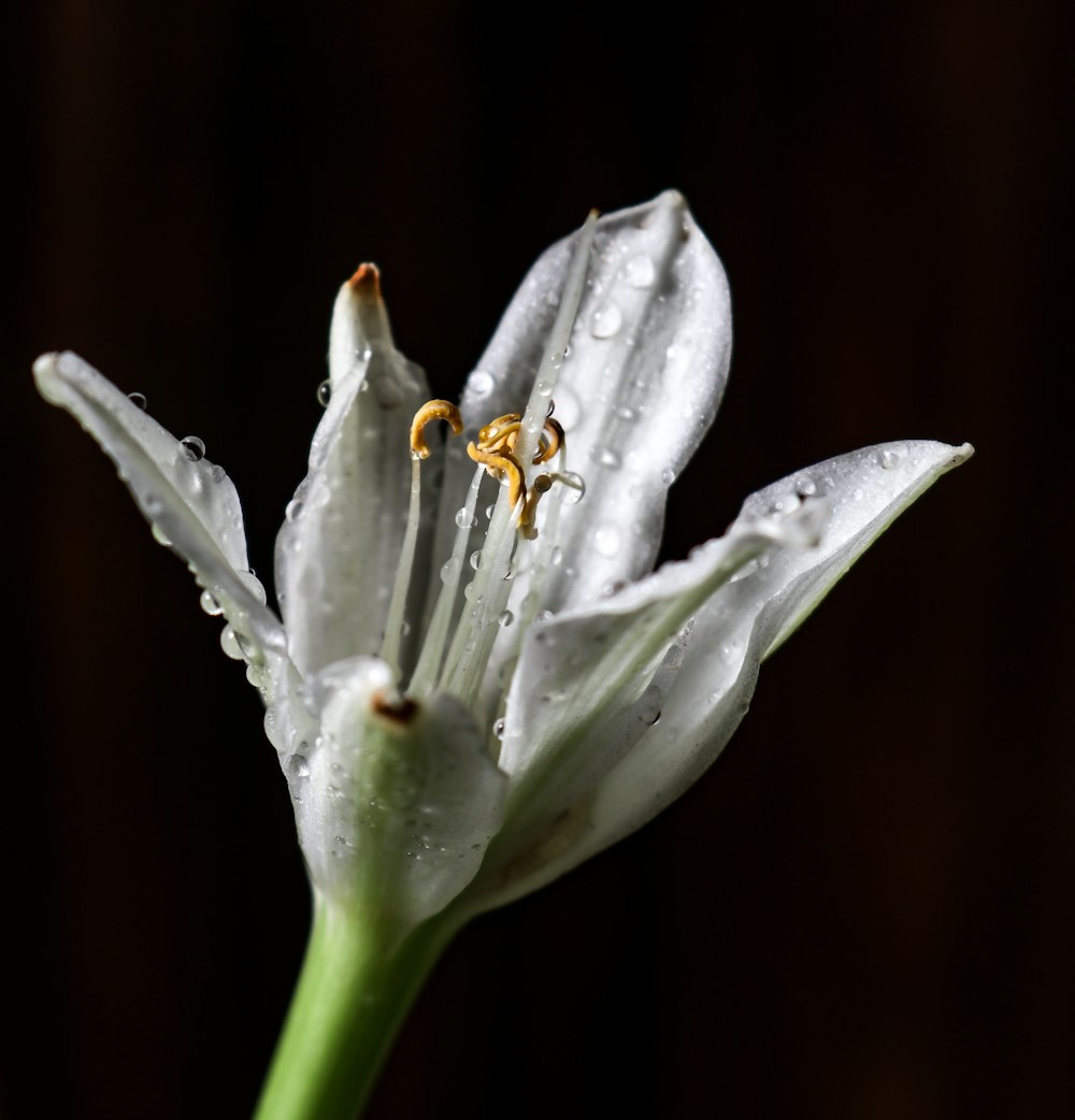 white flower with green stem