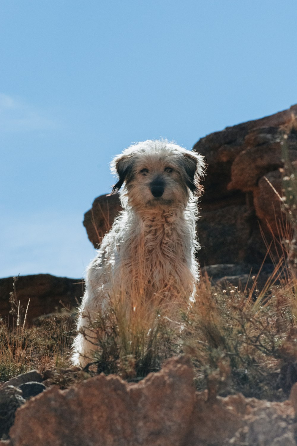 white long coated dog on brown grass field during daytime