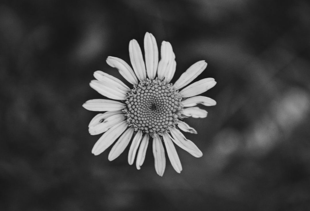 grayscale photo of white daisy