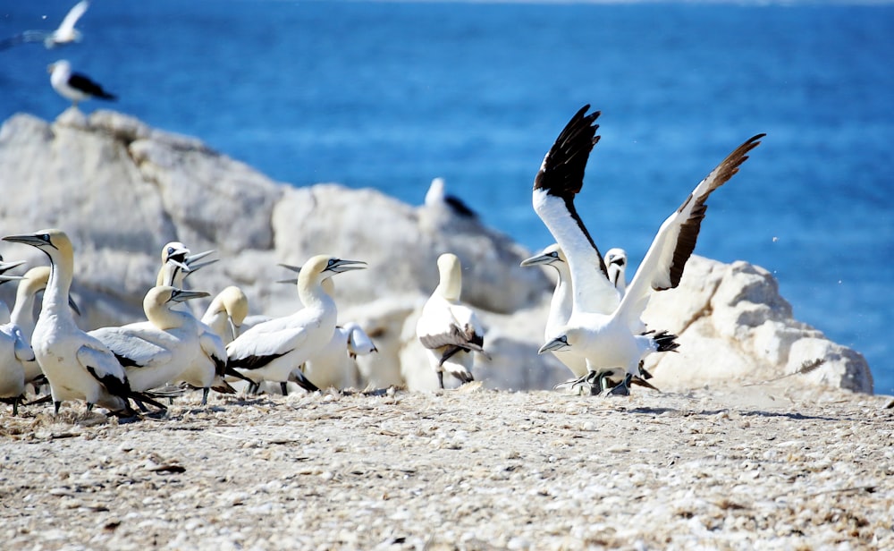 flock of white birds on shore during daytime