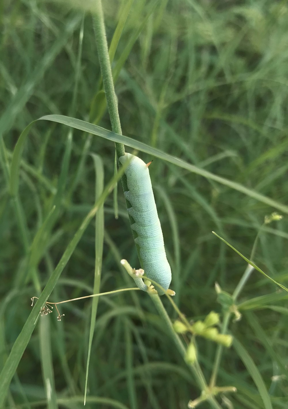 낮 동안 클로즈업 촬영에서 푸른 잔디에 앉은 푸른 메뚜기
