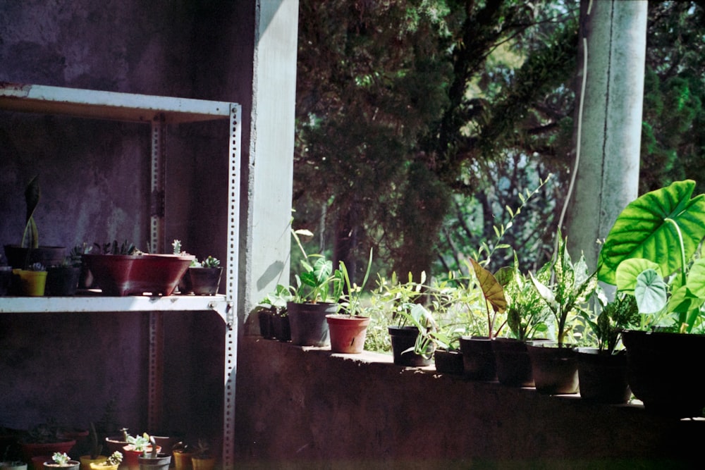 green potted plant on brown wooden shelf