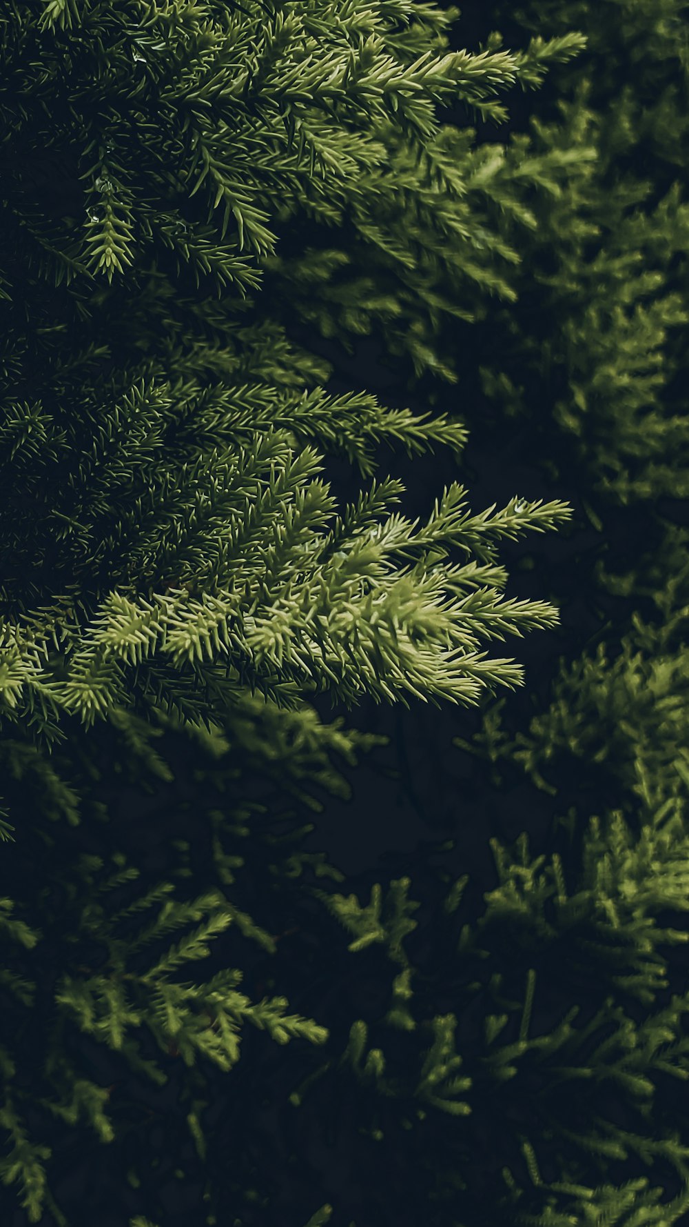 green pine tree in close up photography