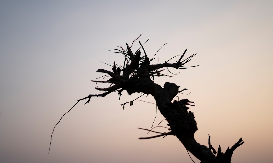 brown tree branch during daytime