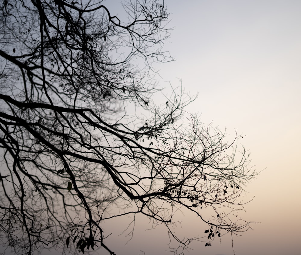 Blattloser Baum unter orangefarbenem Himmel