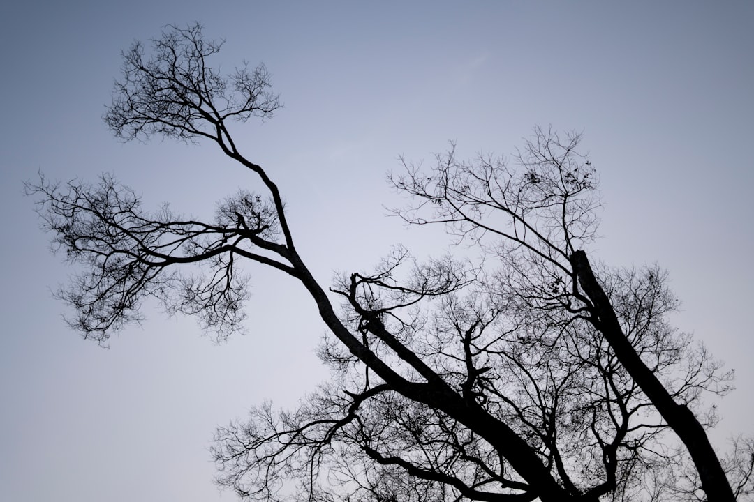 leafless tree under blue sky