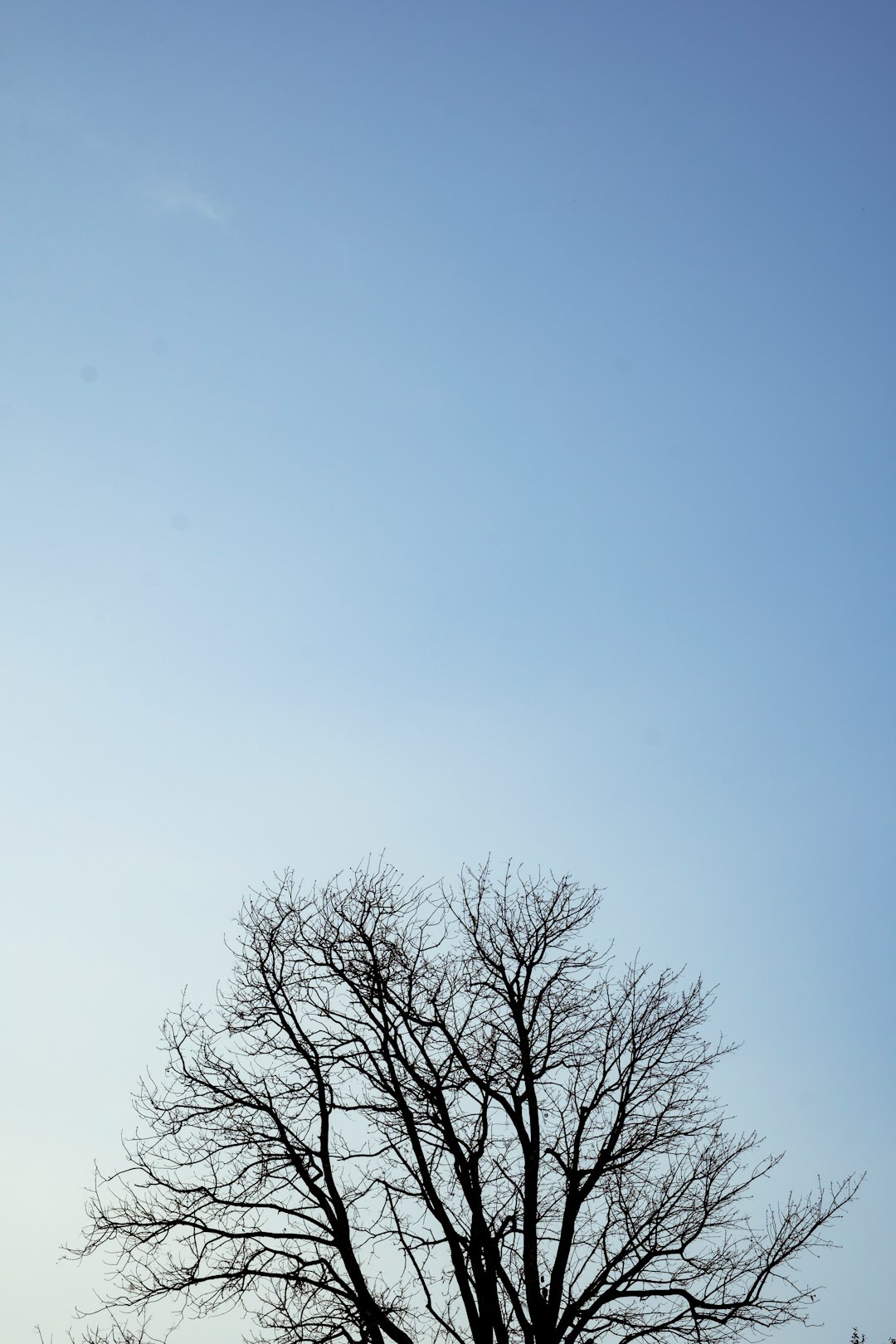 leafless tree under blue sky