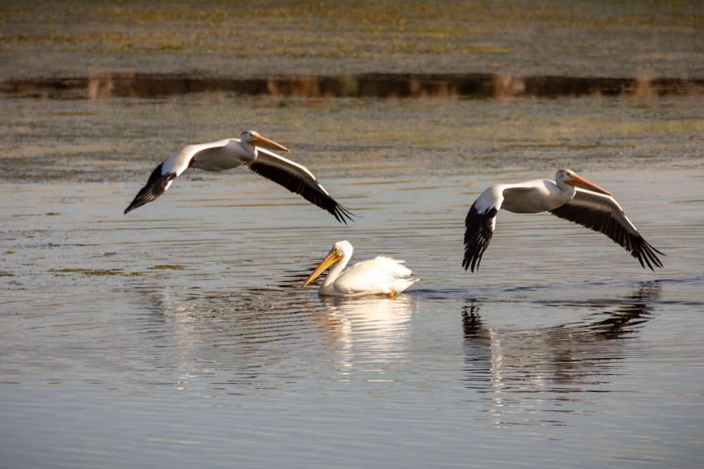 white and black pelican on water during daytime