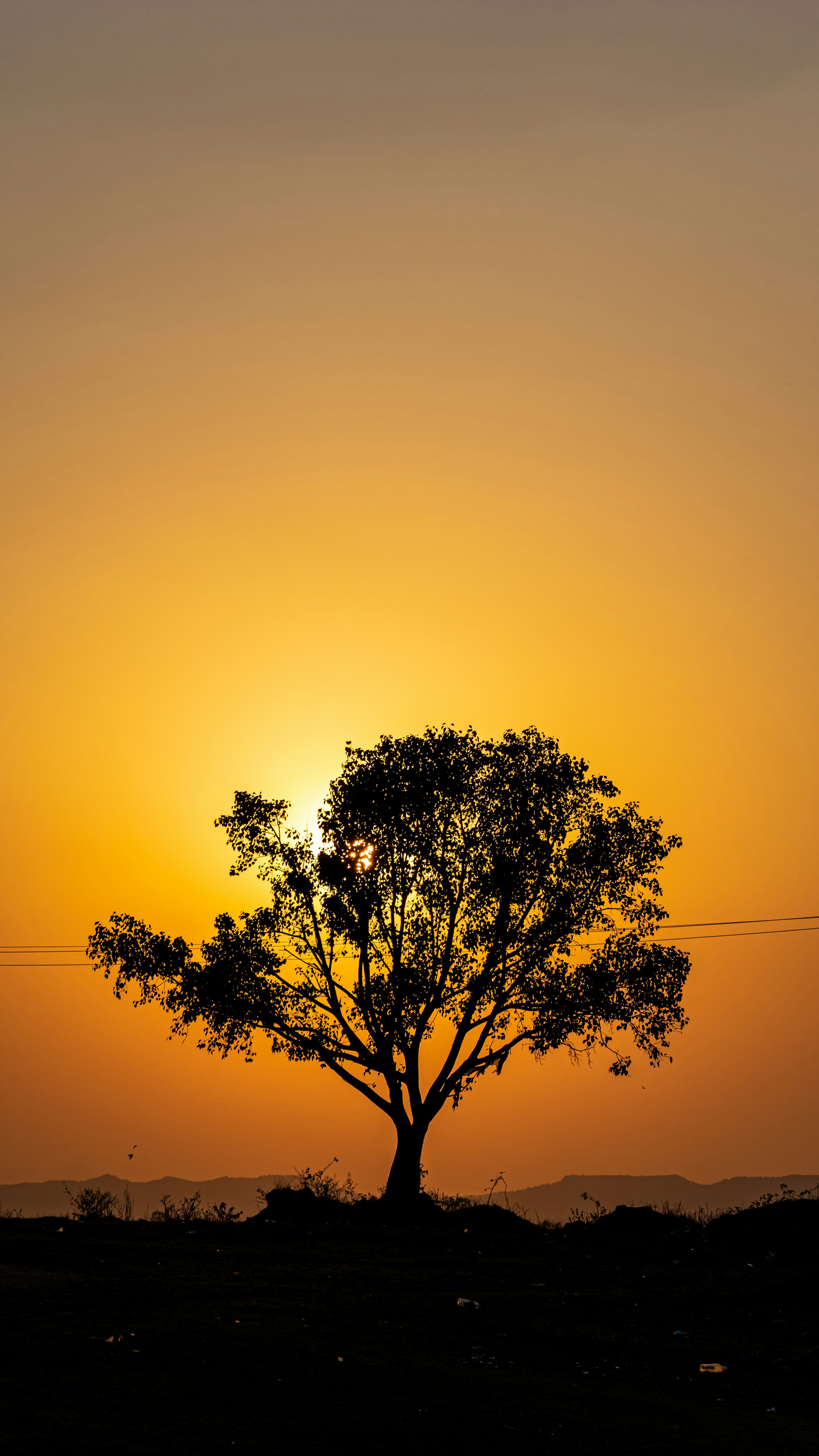 green tree under orange sky