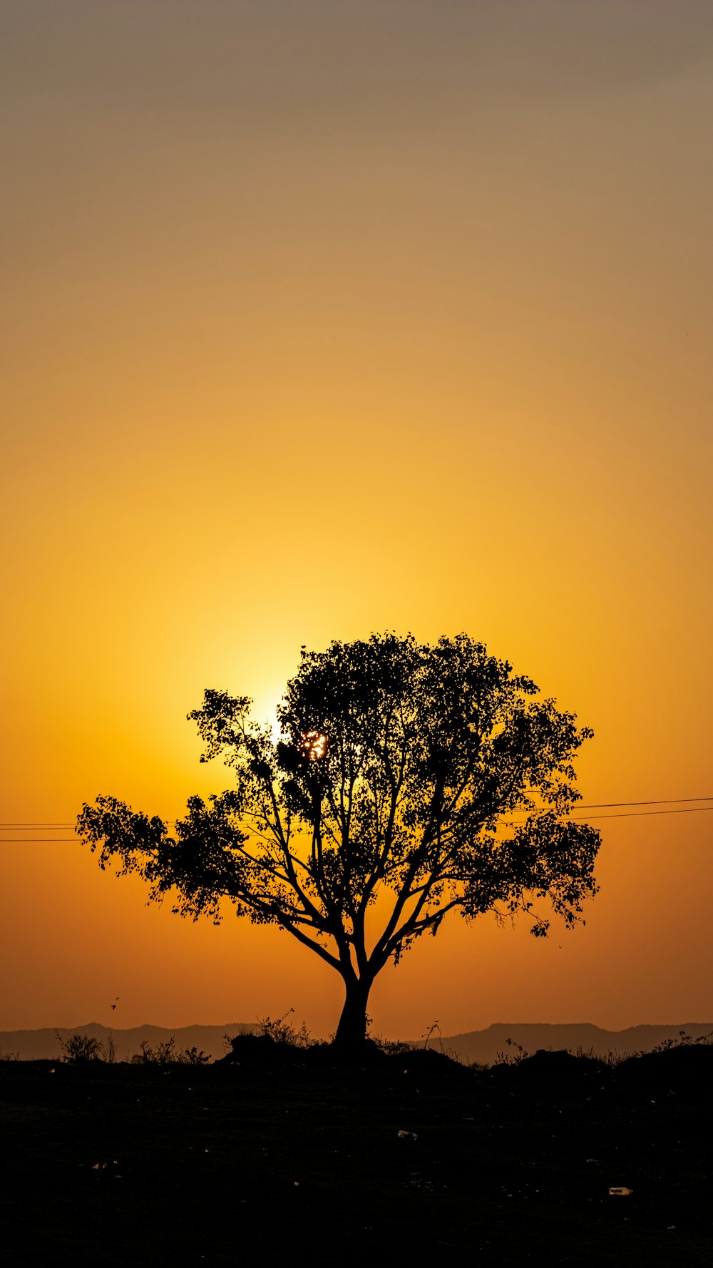 green tree under orange sky