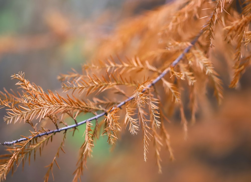 folhas secas marrons na lente tilt shift