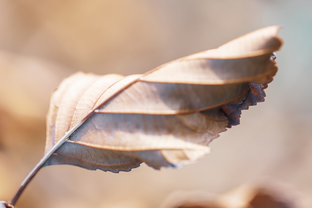 brown leaf in macro shot